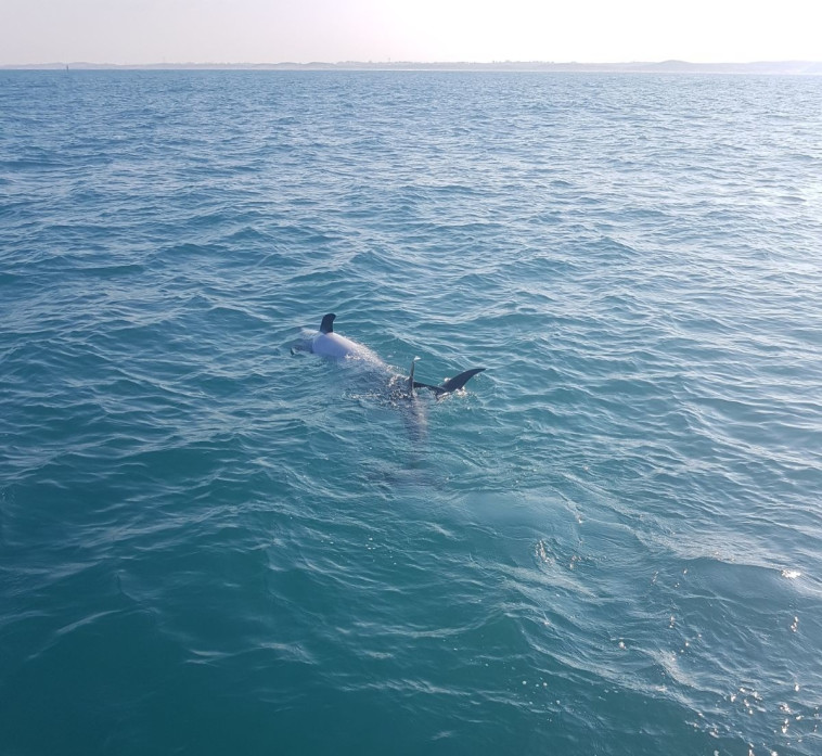 דולפינים בסמוך לחופי ישראל. צילום: נחשון עבודות ימיות