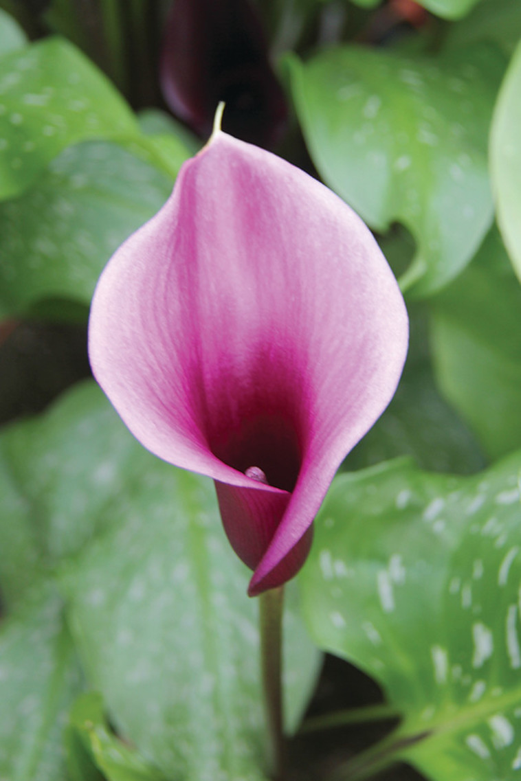 יום פתוח של משרד החקלאות. צילום: פיני שניר