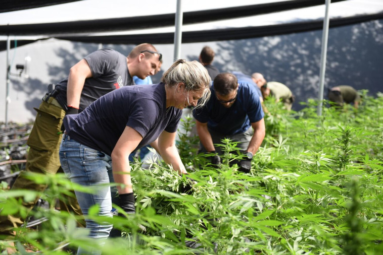 חממת מריחואנה שהתגלתה במבצע. צילום: דוברות המשטרה