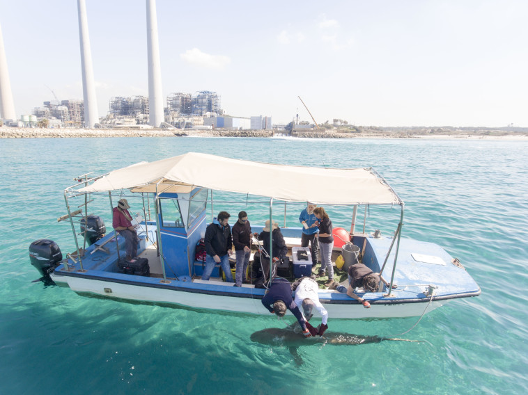 &quot;במקומות אחרים בים התיכון יש ירידה של כ-90% באוכלוסיית הכרישים&quot;. צילום: אוניברסיטת חיפה