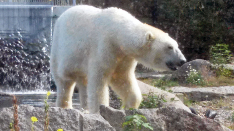 גן החיות במולהאוז. צילום: מאיר בלייך