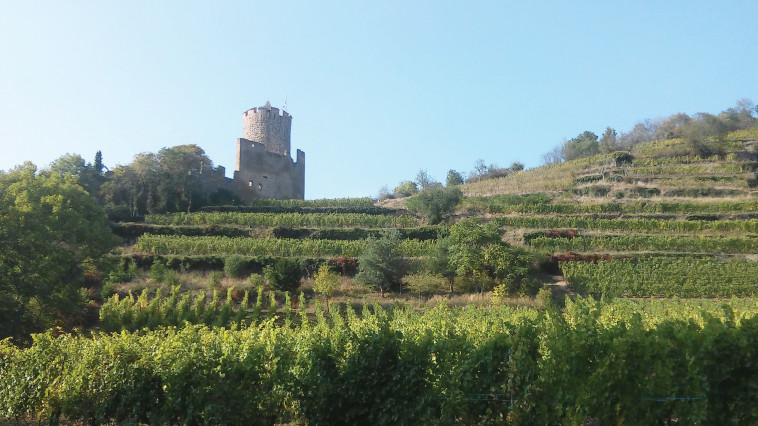 קייזרברג. צילום: מאיר בלייך