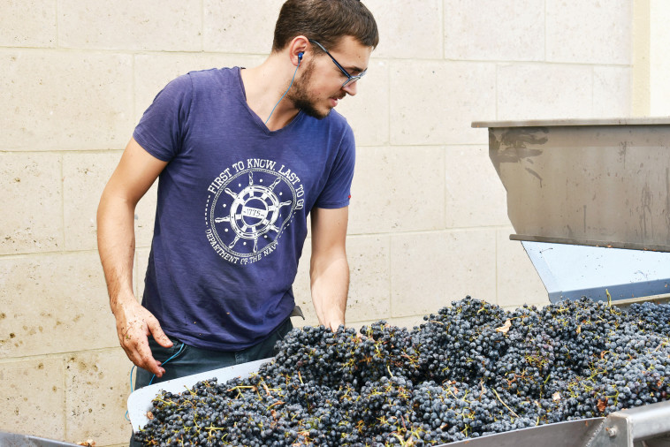 יקב קסטל. צילום: מיטל שרעבי