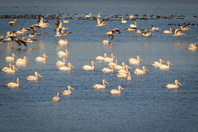 שקנאים בעמק חפר. צילום: יעקב לדרמן, פלאש 90 