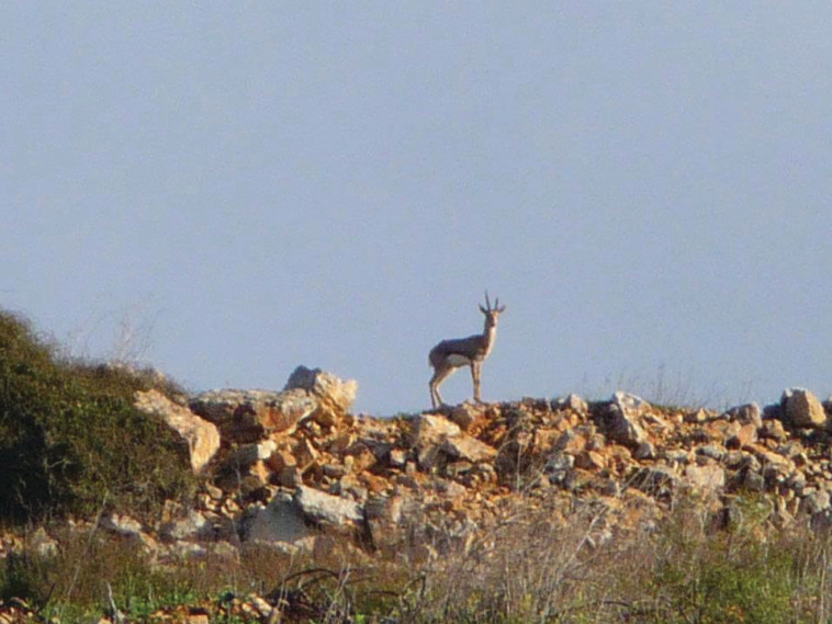  יער הר אדר. צילום: איזי לרר