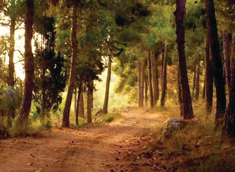 יער הר אדר. צילום: איזי לרר