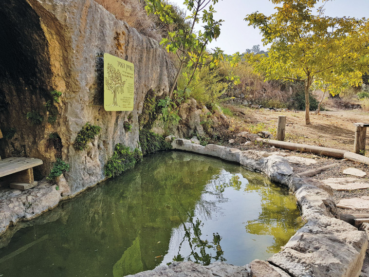 מעיין המאיר. צילום: אלי פכטר 