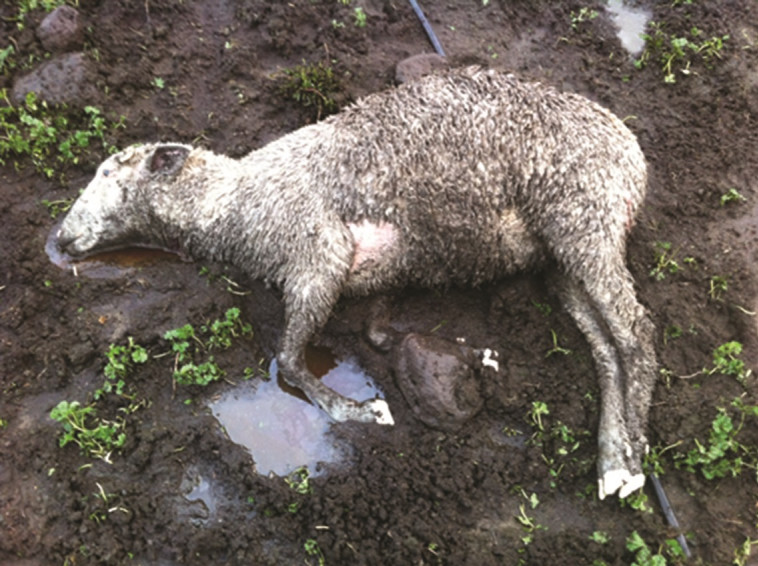 "בתוך שנה איבדנו יותר מ־100 ראש". כבשה שנטרפה בידי זאב במשק ברמת הגולן צילום פרטי