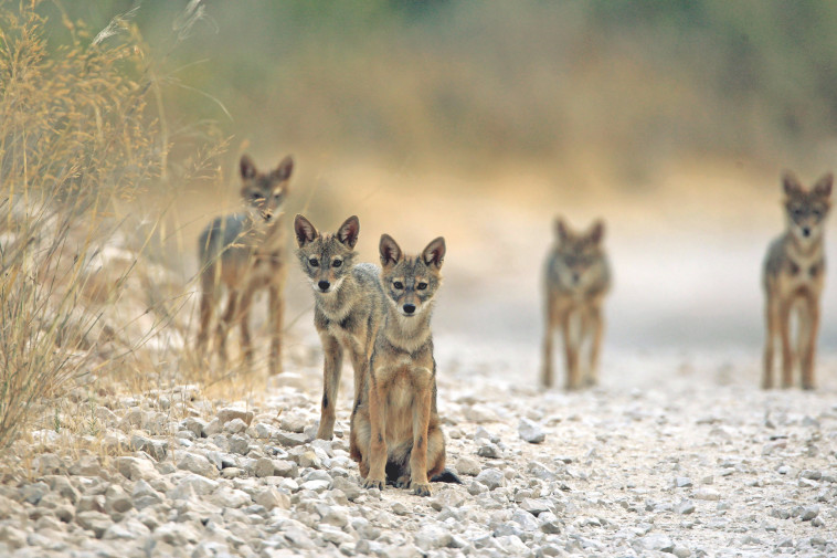 תנים בירושלים. צילום: חיים שוחט, פלאש 90 