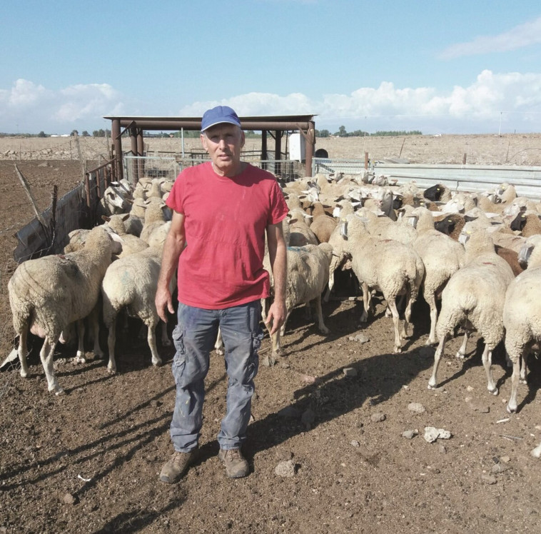 "מאוד קשה לפגוע בזאב". יודי נוקד. צילום פרטי