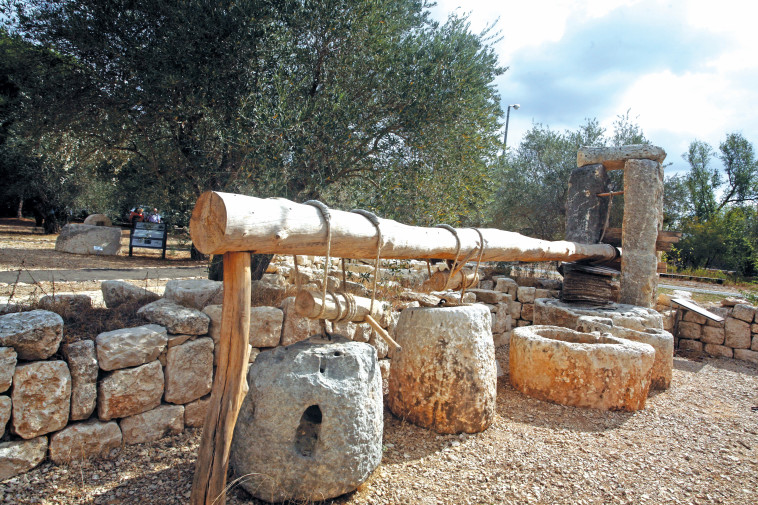 צילום: סוכנות ג'יני  