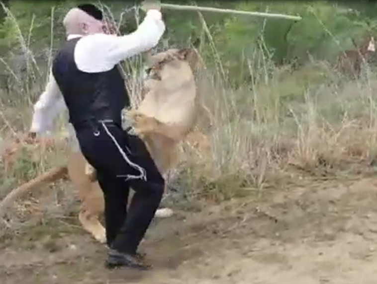 משי מותקף ע&quot;י הלביאה. צילום מסך