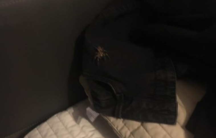 העכביש המפחיד. צילום מסך
