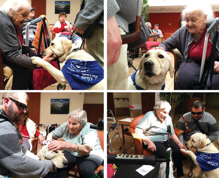 הכלבים עם הקשישים, בצילום משמאל - דימה. צילום: הדס כץ