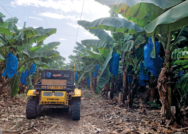 תומקאר. צילום: מיטל שרעבי
