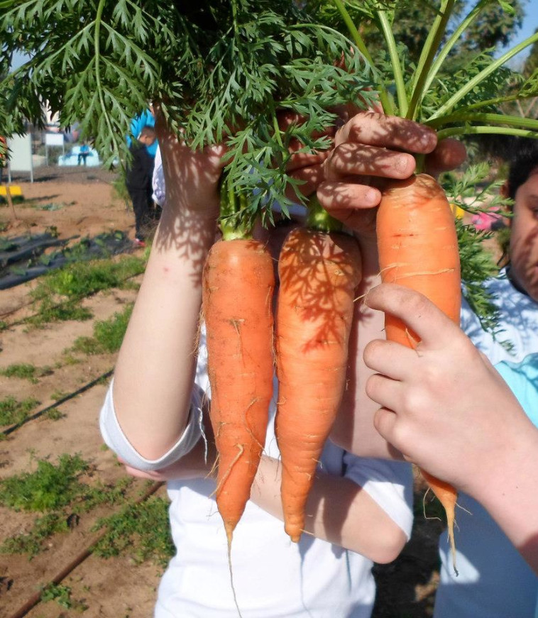 החווה החקלאית באשדוד. צילום: באדיבות החווה החקלאית