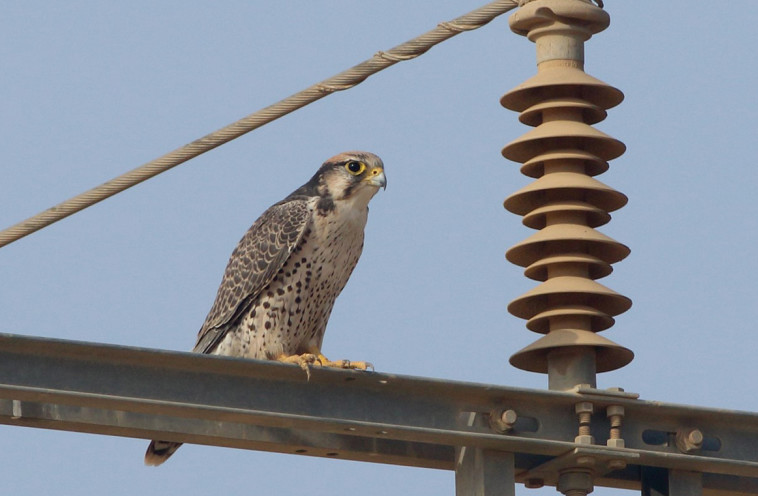בז צוקים. צילום: מידד גורן, החברה להגנת הטבע