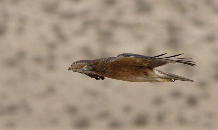 עיט ניצי. צילום: מידד גורן, החברה להגנת הטבע