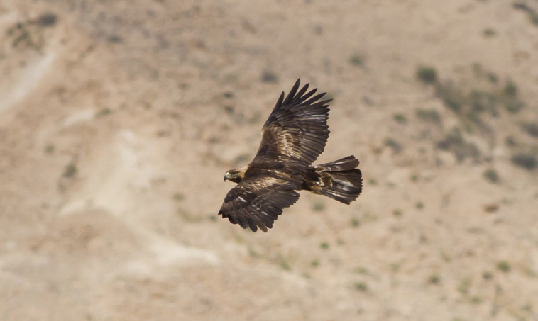 עיט זהוב. צילום: מידד גורן, החברה להגנת הטבע