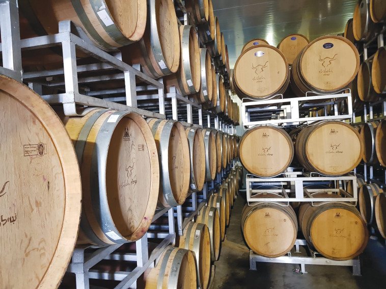 יקב שילה. צילום: אלי פרכטר