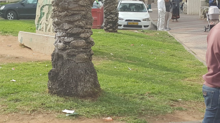 עץ הדקל לידו נמצאה האישה לאחר שנדקרה. צילום: אלון חכמון