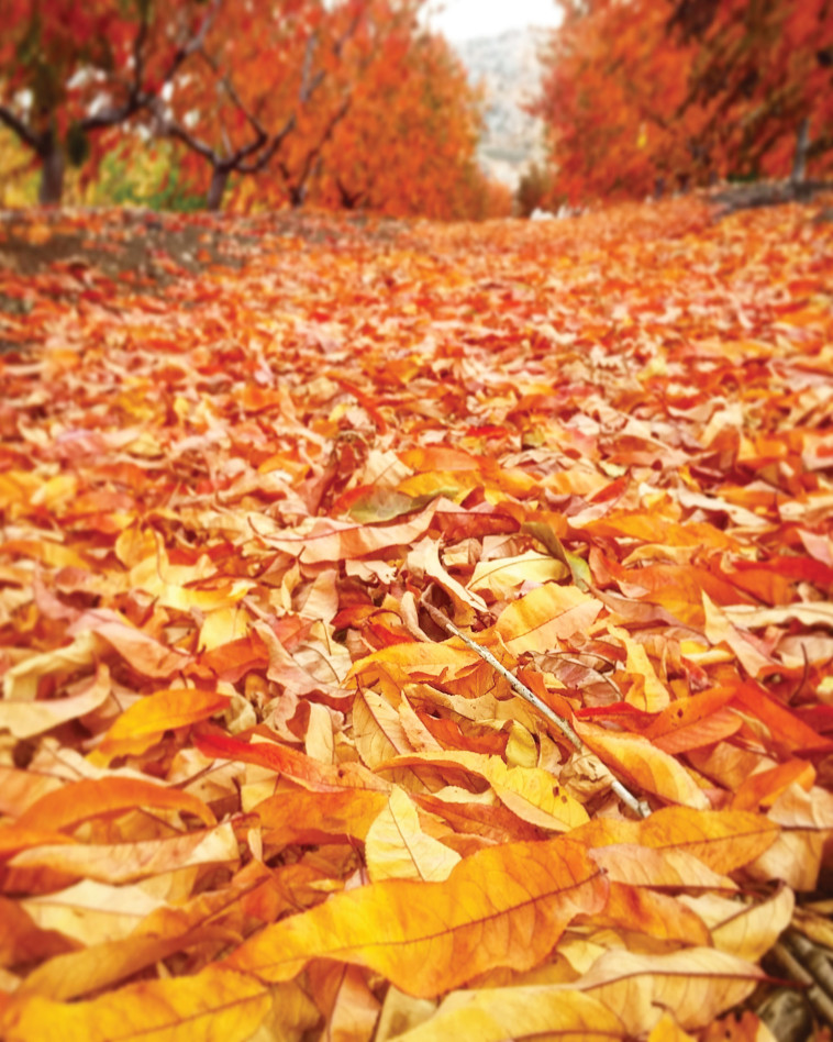 רובי המרשלג 