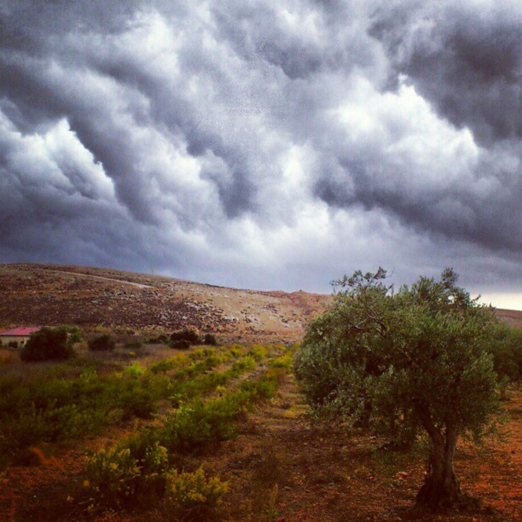 רובי המרשלג 