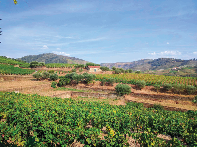 פורטוגל. צילום פרטי