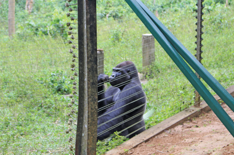 הבירה יאונדה. צילום: יניר קוזין