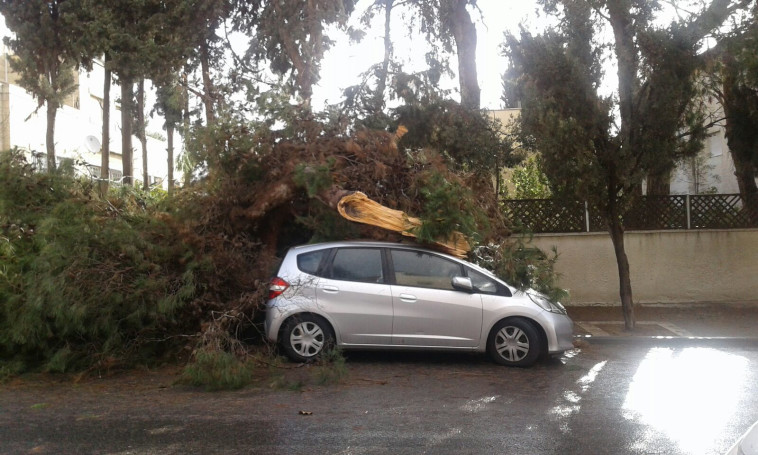 עץ קרס על רכב חונה ברחוב לייב יפה בשכונת תלפיות בירושלים. צילום: TPS