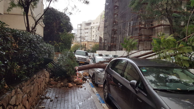 עץ נפל ופגע בכלי רכב ברמת גן. צילום: דוברות משטרת ישראל