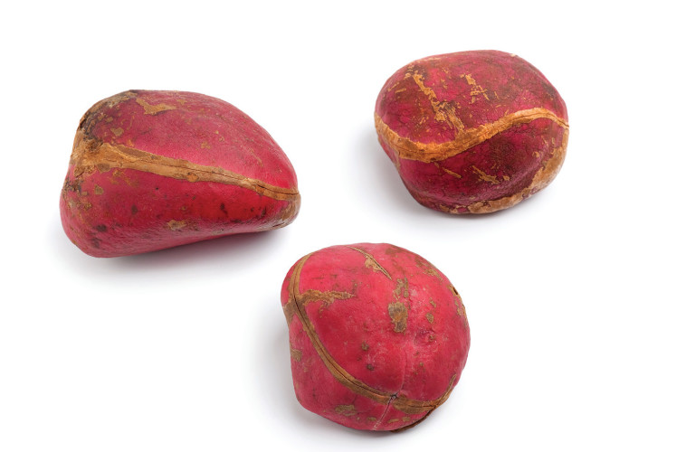 אגוז קולה, צילום: אינג אימג'