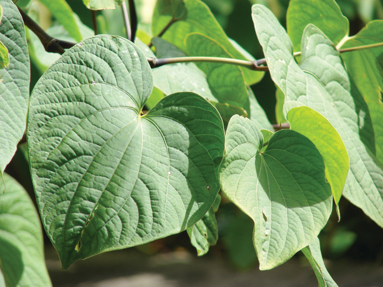 שורש קאווה. פורסט וקים סטאר