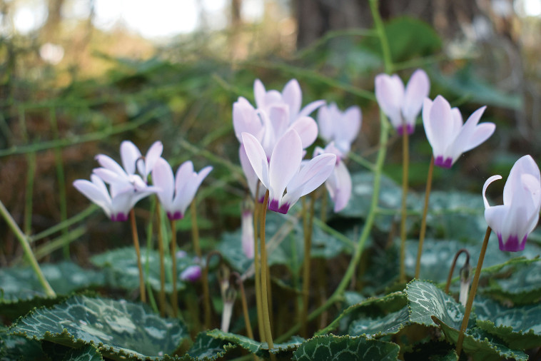 שביל הרקפות. צילום: מיטל שרעבי