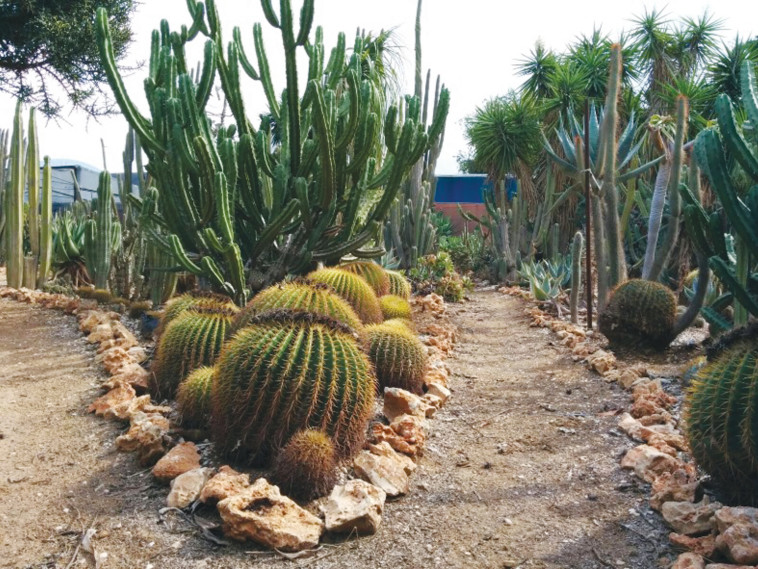 חוות הקקטוסים של שילה ויעקב גרובר צילום: יעקב גרובר