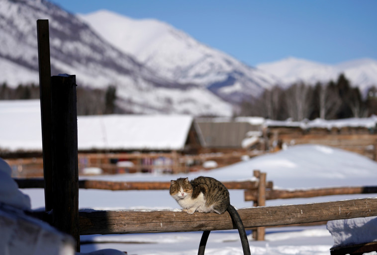 לא רק שועלים, גם חתולים יכולים לדגמן. צילום: רויטרס