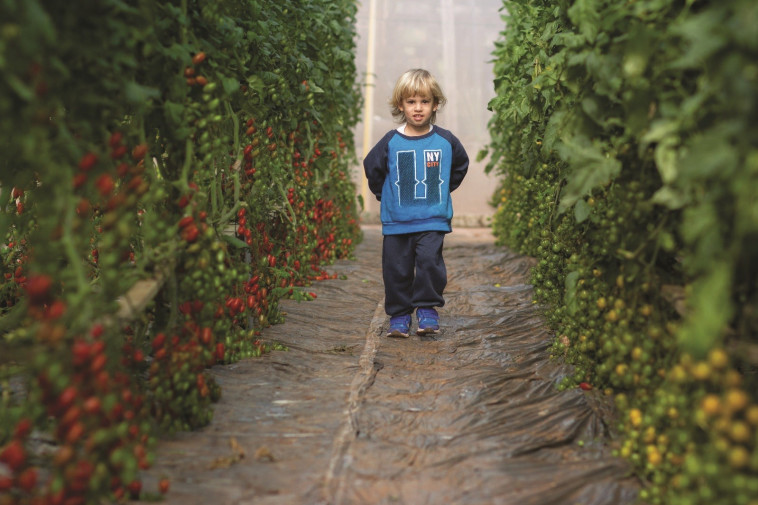 קטיף עגבניות שרי. צילום: אלעד זיו