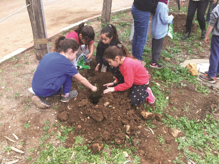 נטיעות בצוק מנרה. צילום: צוק מנרה