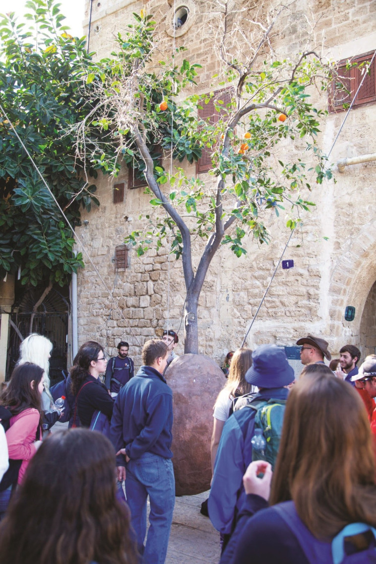 תפוזי יפו. צילום: אביתר דיין