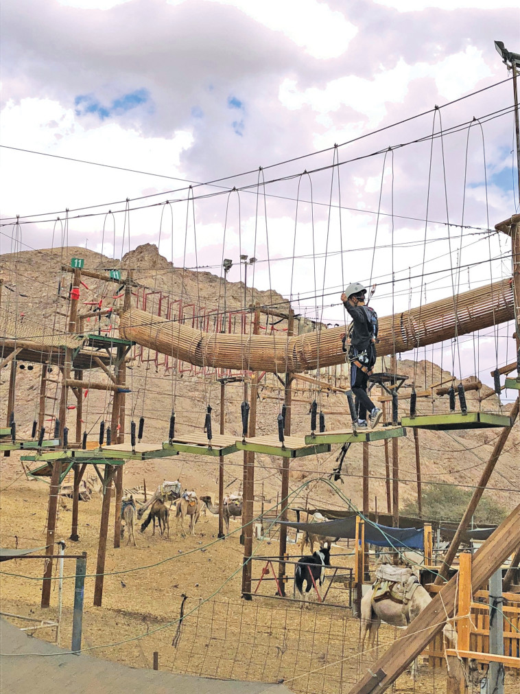 חוות הגמלים. צילום: מיטל שרעבי