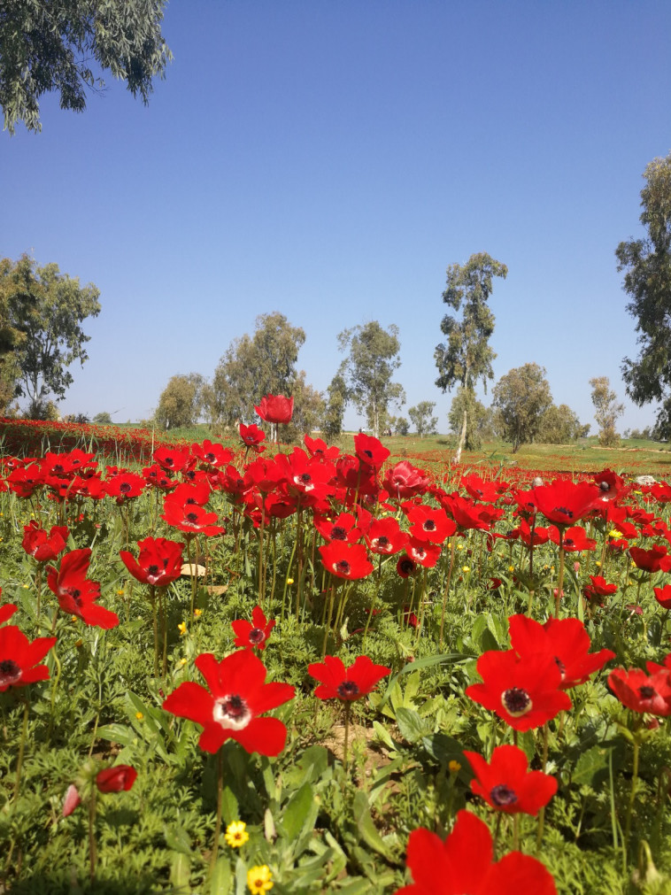 פסטיבל דרום אדום. צילום: אייל ברירברם 