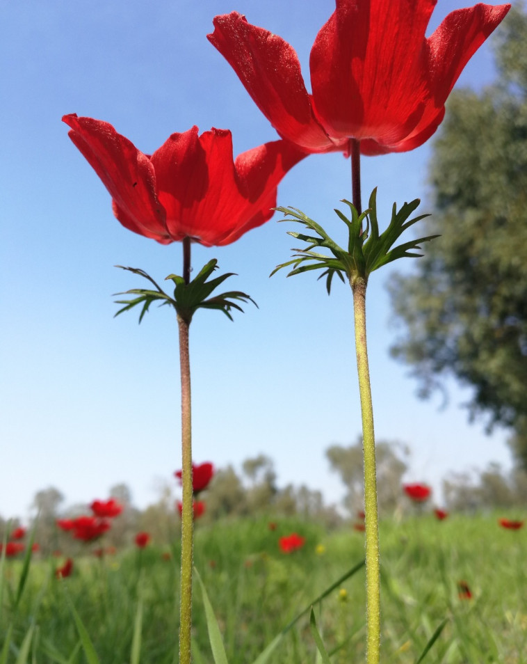 מרבדי כלניות בדרום. צילום: אייל ברירברם מרבדי כלניות בדרום. צילום: אייל ברירברם