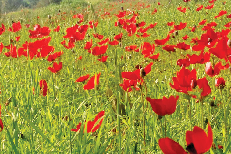 כלניות. צילום: מיטל שרעבי