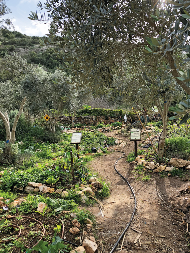 בוסתן תם. צילום: מיטל שרעבי בוסתן תם. צילום: מיטל שרעבי