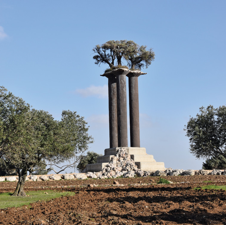 פארק עצי הזית. צילום: מיטל שרעבי 