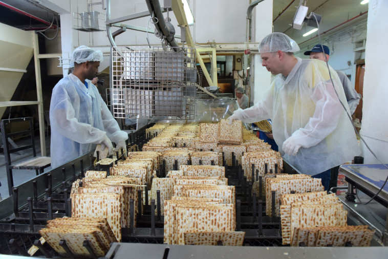 מצות אביב. צילום: אבשלום ששוני