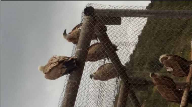  נשרים בחי בר בכרמל. צילום: משה כהן