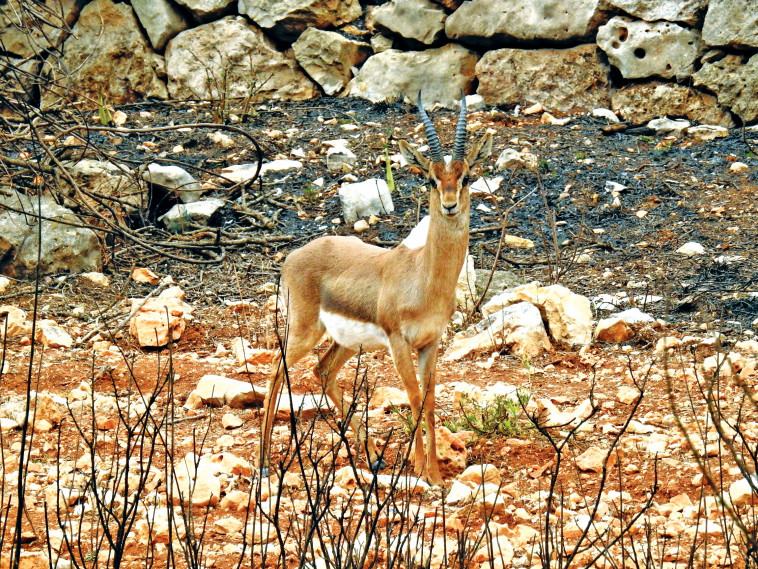 ביקור במצפה נפתות. צילום: דב גרינבלט ביקור במצפה נפתות. צילום: דב גרינבלט