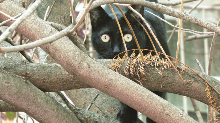 צילום: נתן זהבי
