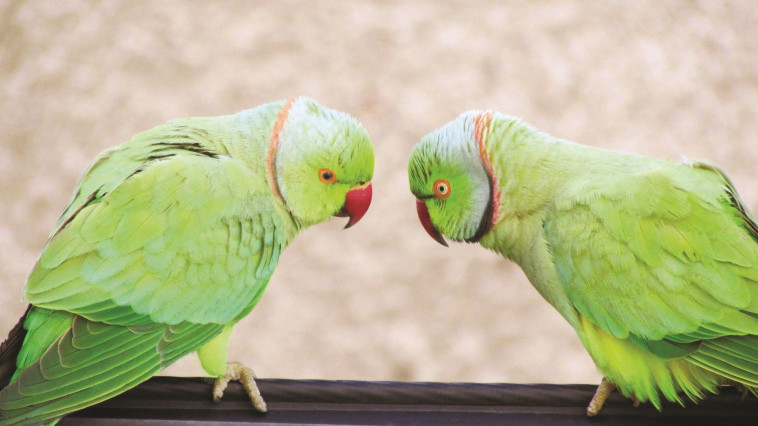 צילום: נתן זהבי